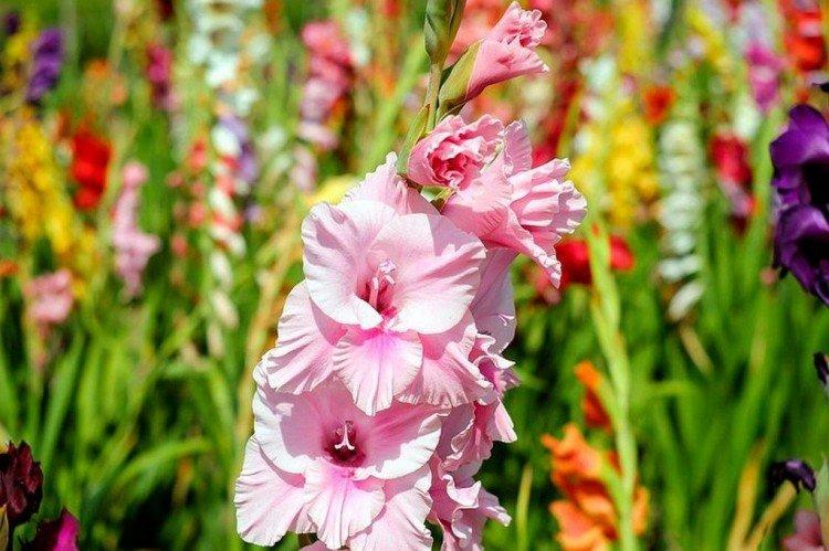 Гладиолус