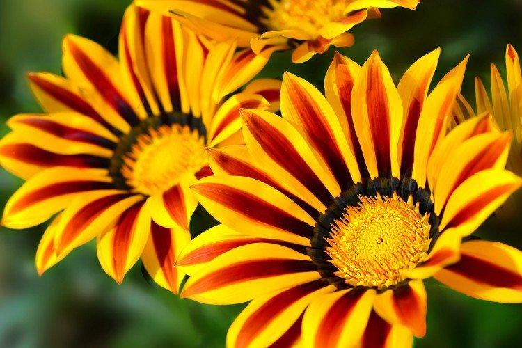 Садовые цветы: фото, названия и описания (каталог)