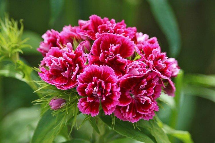 Турецкая гвоздика