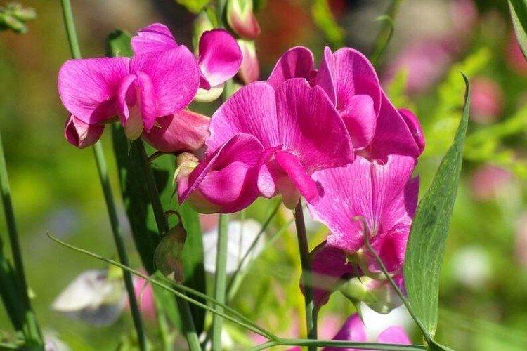 Душистый горошек