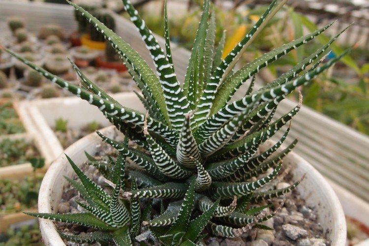 Полосатое алоэ