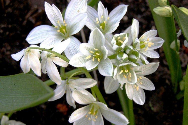 Птицемлечник