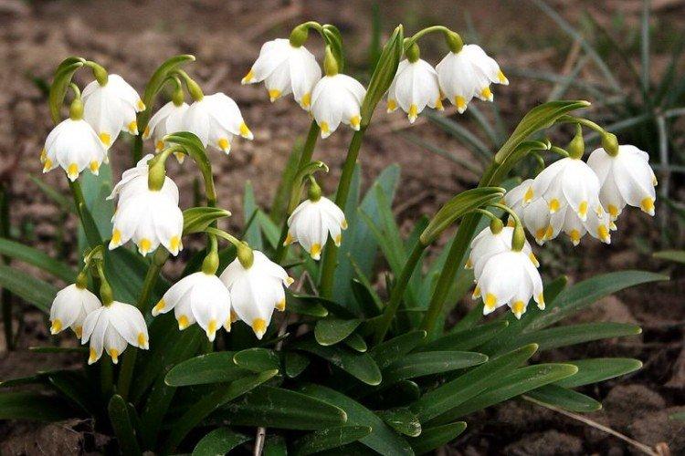 Белоцветник