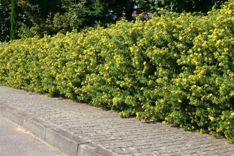 Желтая акация