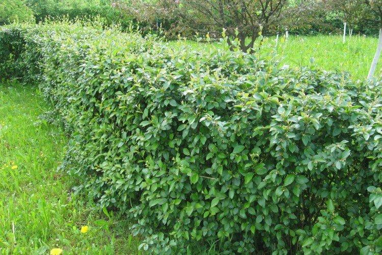 Снежноягодник