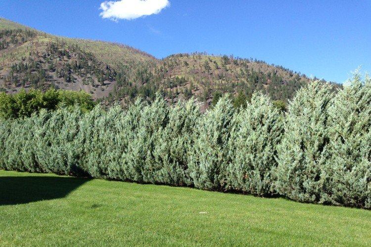 Можжевельник