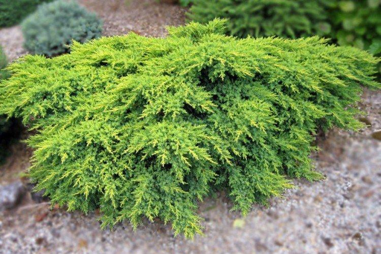 Можжевельник