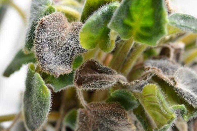 Серая гниль