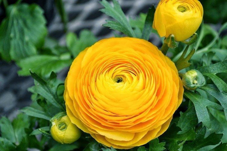 Ранункулюс