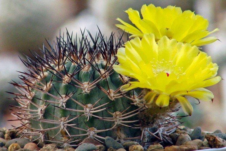 Акантокалициум