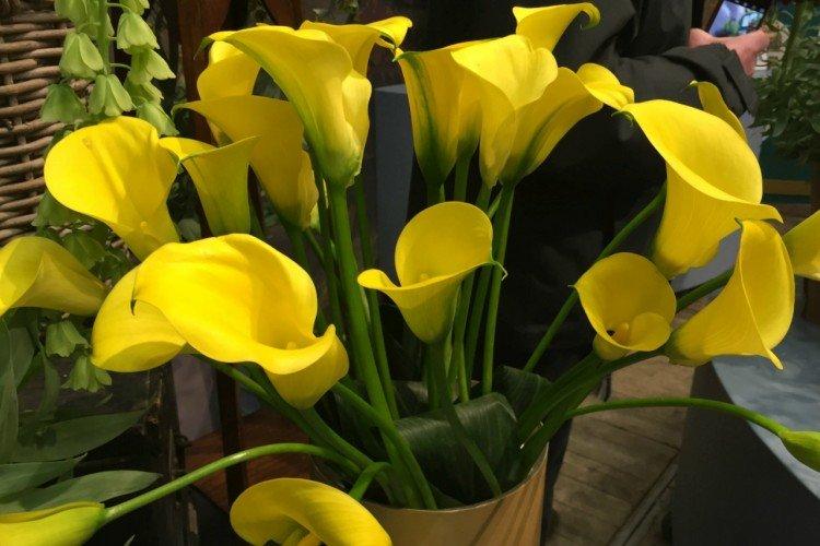 Зантедеския