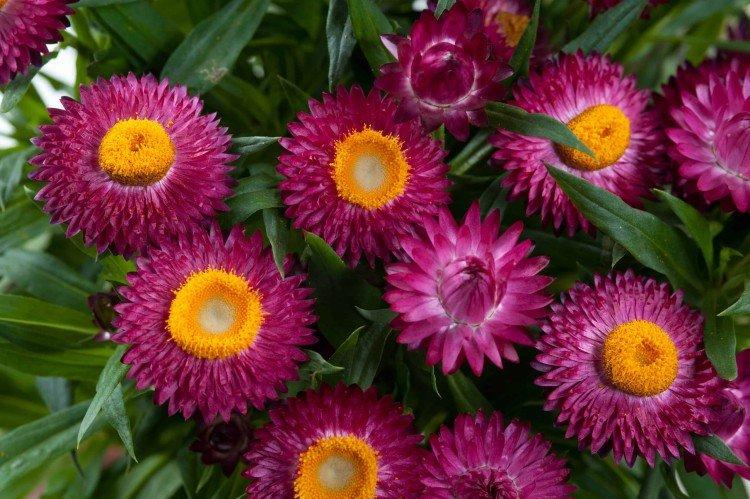 Гелихризум