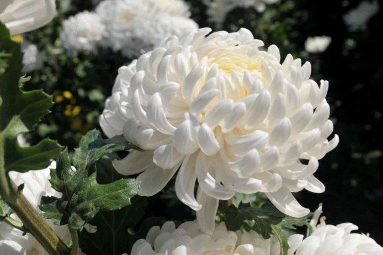 Хризантема