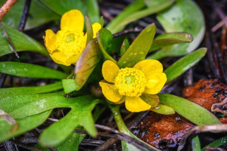 Борьба с вредителями и болезнями