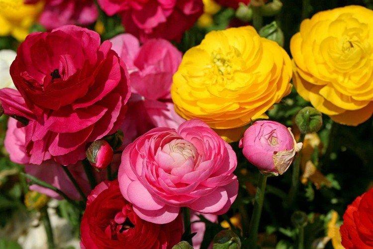 Лютики – фото