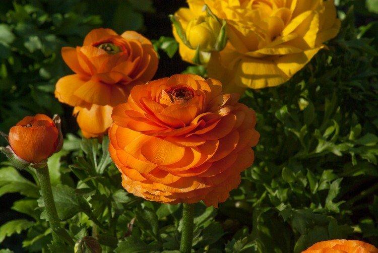 Лютики – фото