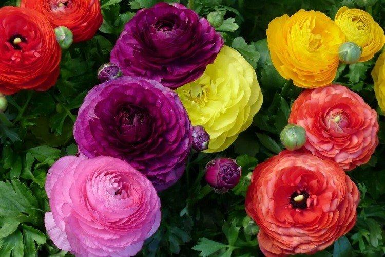 Лютики – фото