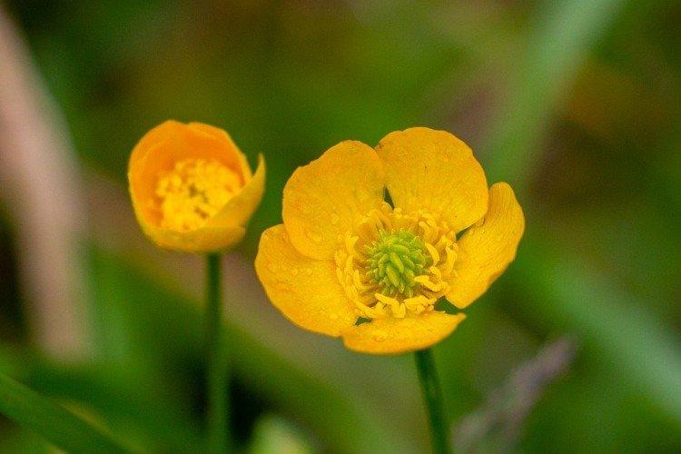 Лютики – фото