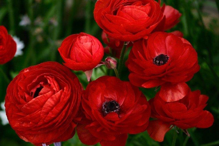 Лютики – фото