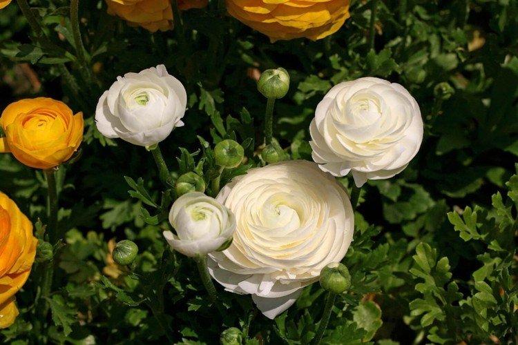 Лютики – фото