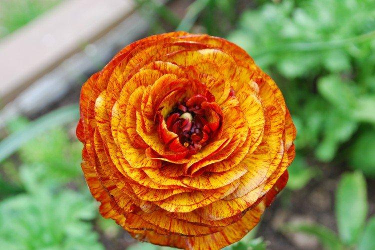 Африканский лютик