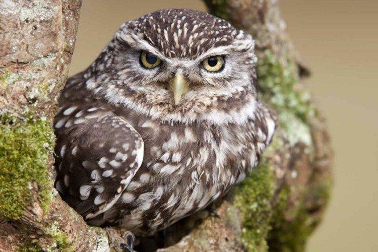 Домовой сыч