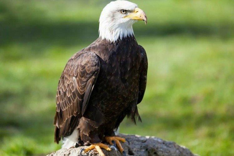 Орлан-белохвост