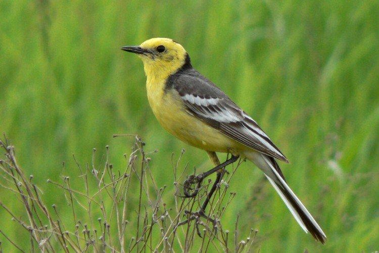 Трясогузка