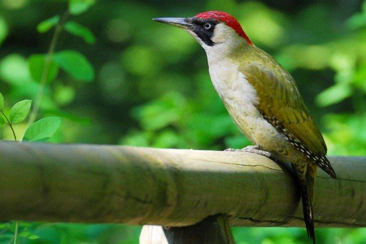 Зеленый дятел