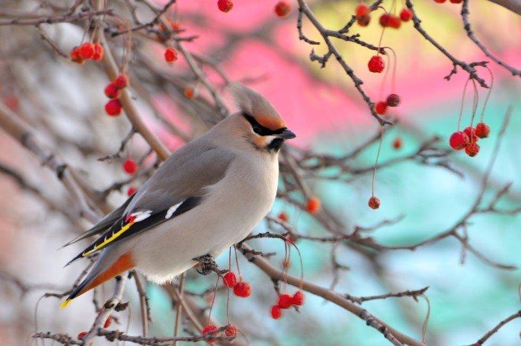 Свиристель