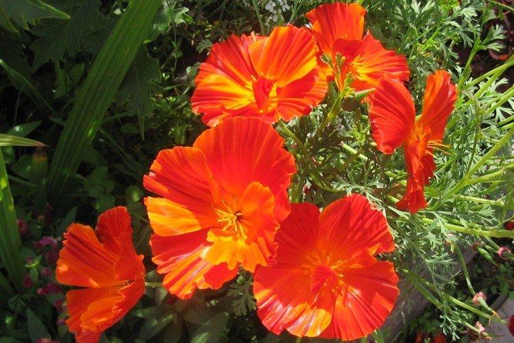 Общая характеристика