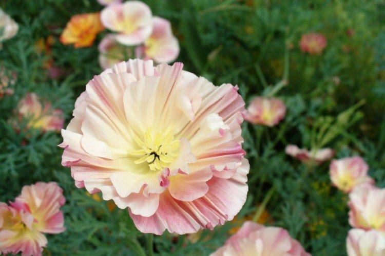 Удобрения и подкормка