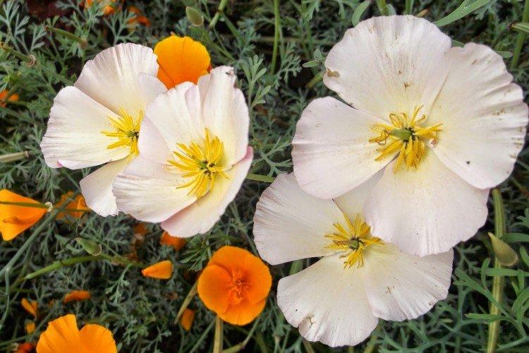 Борьба с вредителями и болезнями