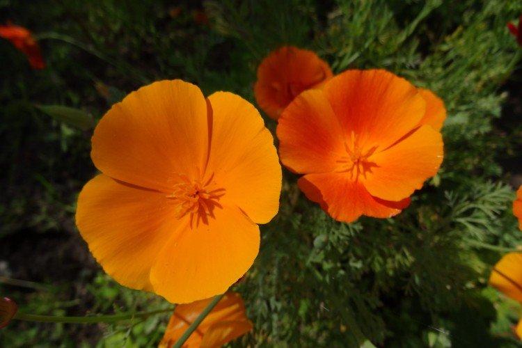 Эшшольция – фото