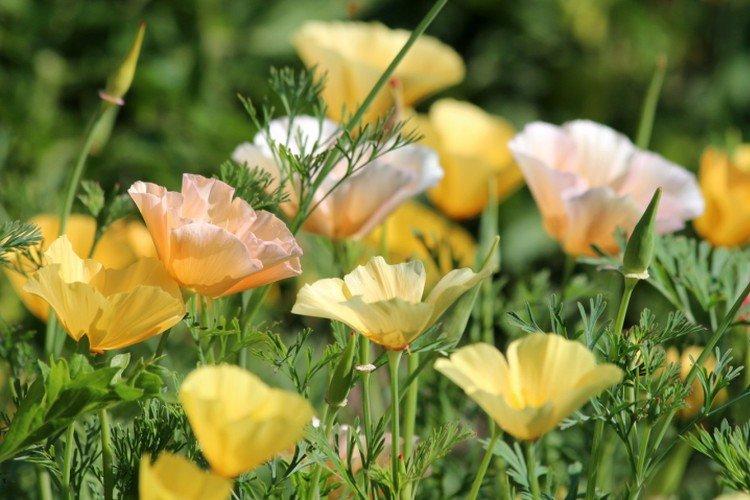 Эшшольция – фото