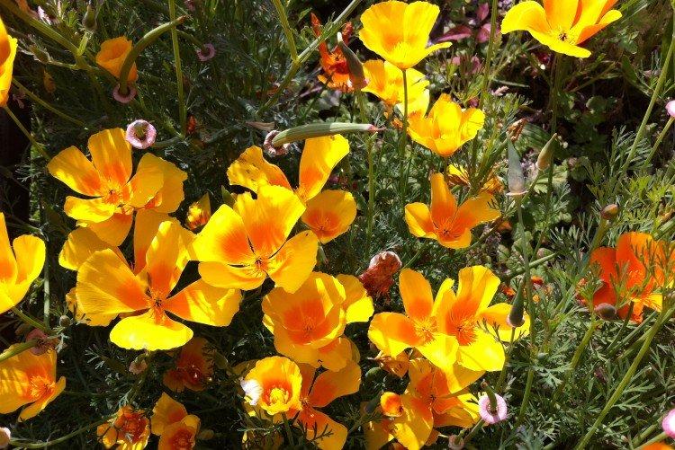 Эшшольция – фото