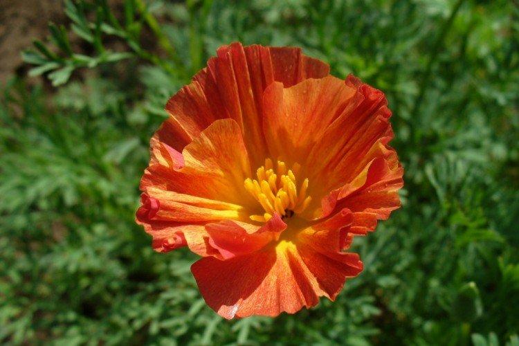 Эшшольция – фото