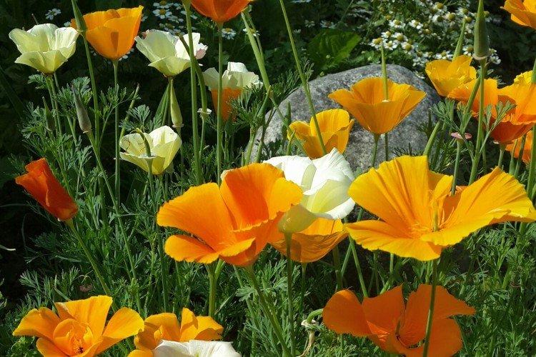 Эшшольция – фото