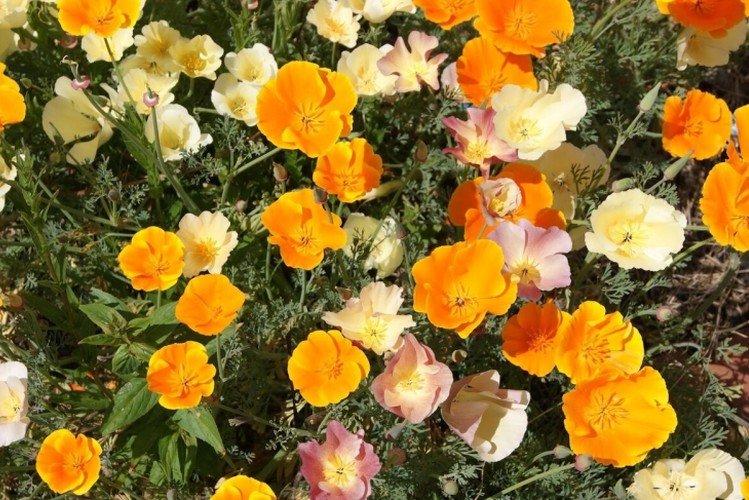 Эшшольция – фото