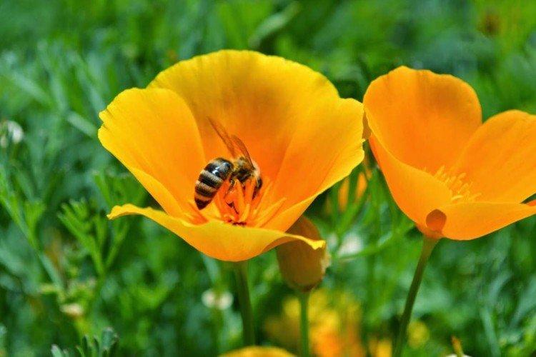 Эшшольция – фото