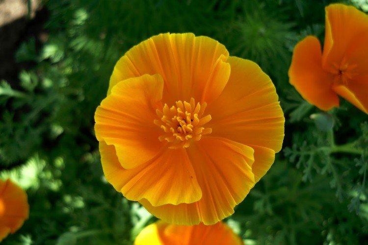 Эшшольция – фото