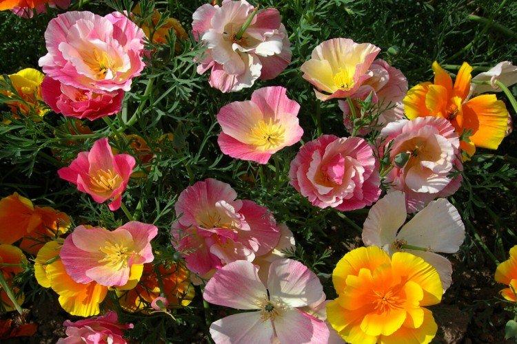 Эшшольция Балерина