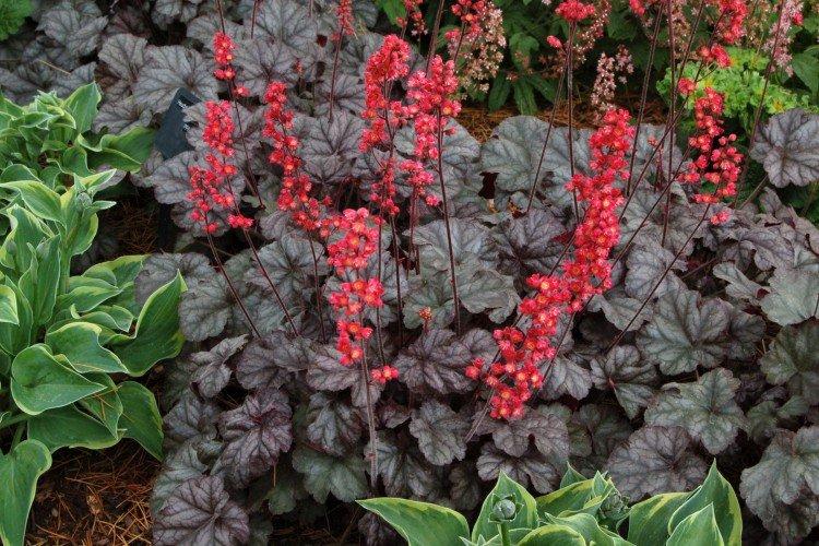 Удобрения и подкормка