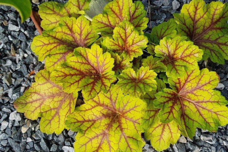 Пересадка и омолаживание