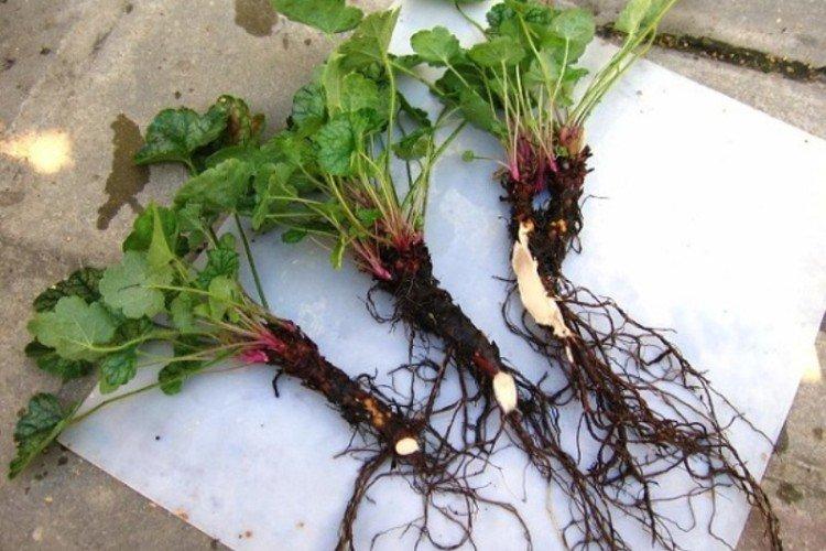 Посадка и размножение гейхеры