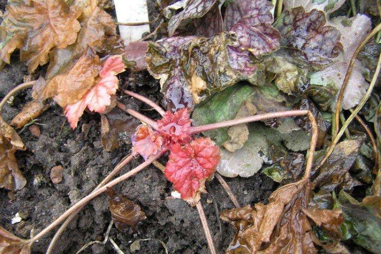 Борьба с вредителями и болезнями