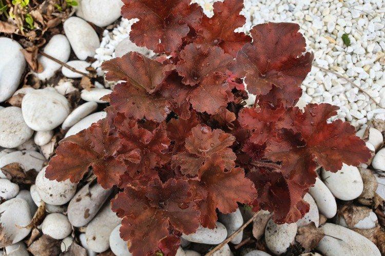 Гейхера – фото