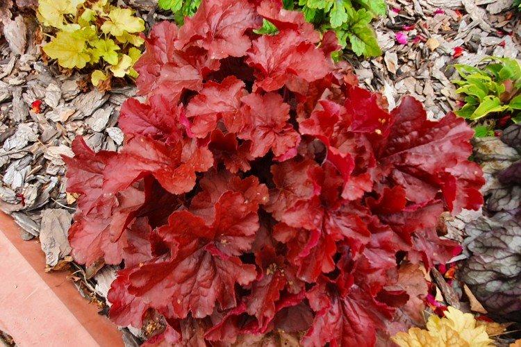 Гейхера – фото