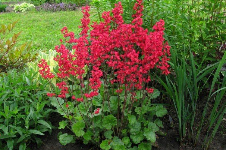 Кроваво-красная гейхера