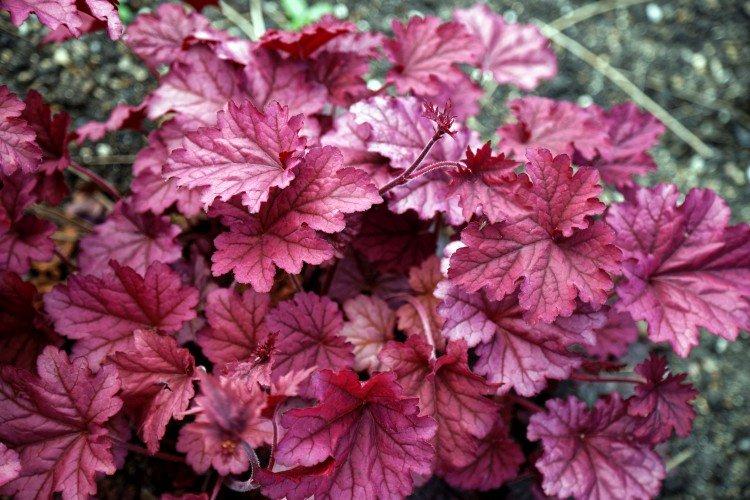 Гейхера – фото